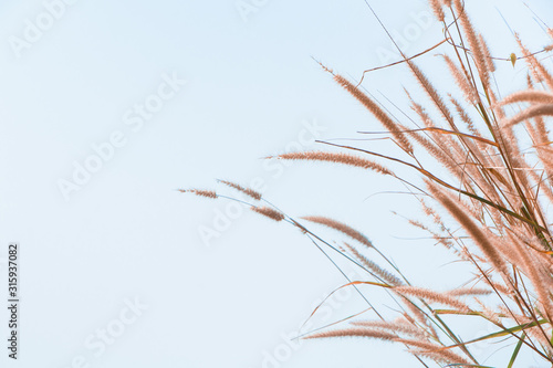 The field of tall wildgrass