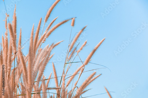 The field of tall wildgrass