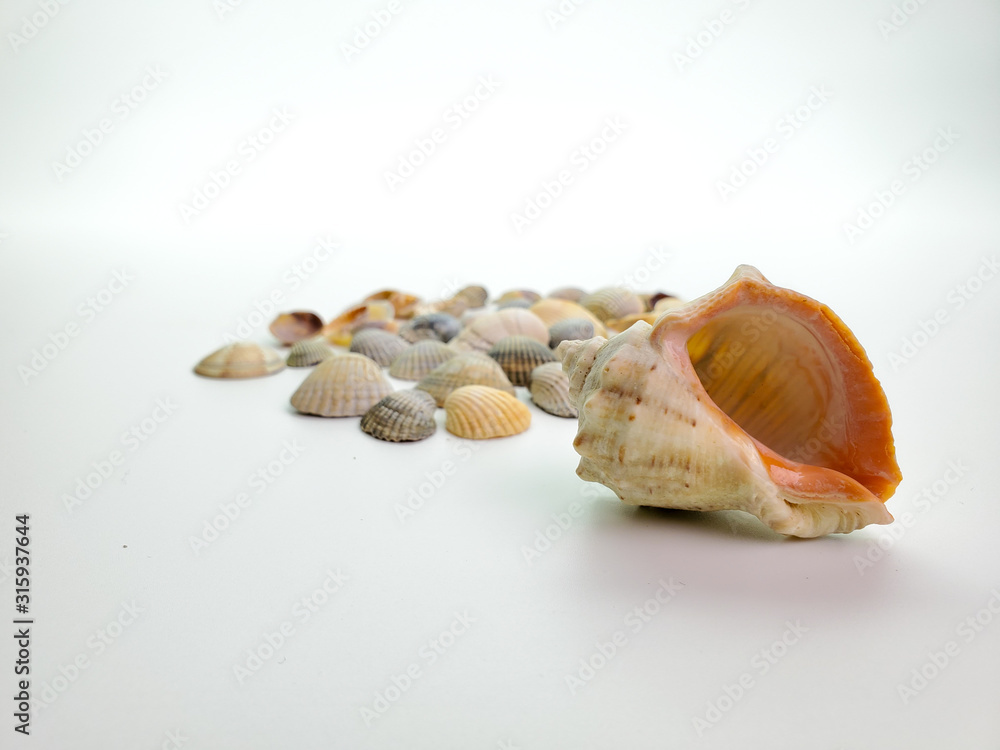 large shell and small shells in the background. focus on the big sink. large shell and small shells in the background. focus on the big sink.