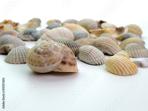 sea shells on a white background  close-up. Sea shells.