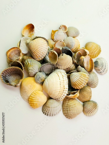 Seashells isolated on white background, top view.