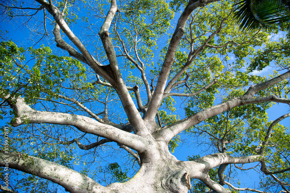 Fototapeta premium Banyen Tree