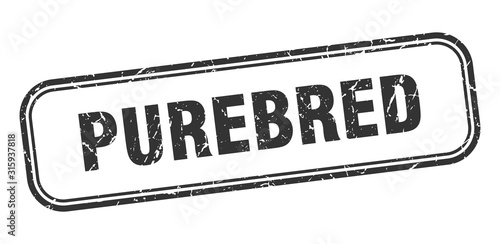purebred stamp. purebred square grunge black sign