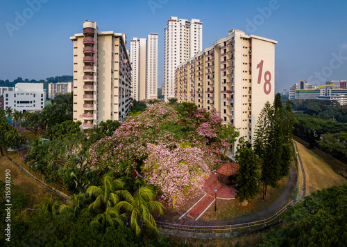 Singapore Sep 17/2019 Morning at Block 18 HDB Telok Blangah - aerial shot of Trumpet trees bursting into full bloom photo