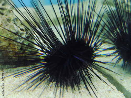 Sea urchin lying on a bottom