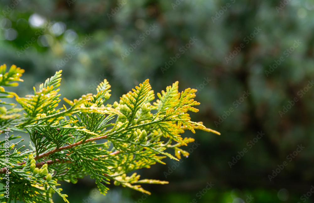 Close-up yellow-green texture of leaves western thuja with raindrops on blurred with bokeh green background. Nature landscape, fresh wallpaper and nature background concept. Place for your text Close-up yellow-green texture of leaves western thuja with raindrops on blurred with bokeh green background. Nature landscape, fresh wallpaper and nature background concept. Place for your text