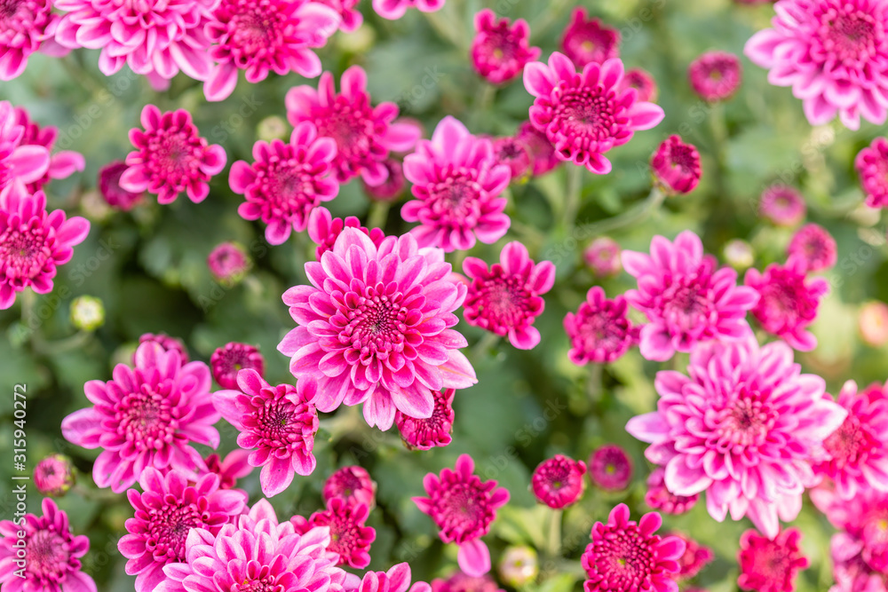 Beautiful chrysanthemum flower in garden for backdrop use Beautiful chrysanthemum flower in garden for backdrop use
