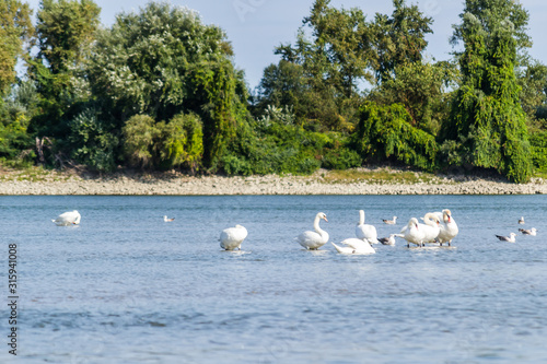 A flock of birds on the Danube River in Novi Sad © caocao191
