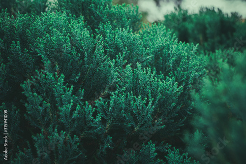 Fresh green pine leaves in the forest. - vintage style.