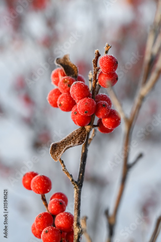 Frosted Red berries on the bush in winter