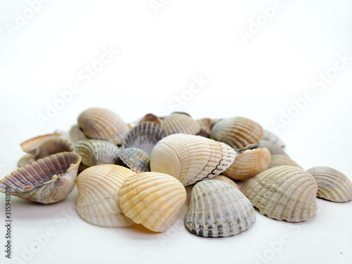sea shells on a white background, close-up. Sea shells.