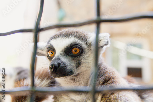 Fototapeta Naklejka Na Ścianę i Meble -  lemur