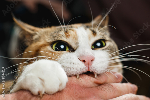 Tablou pe pânză Ferocious red cat bites its owner in the arm with all its power.
