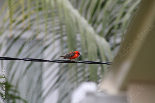 Foudi des Seychelles photo