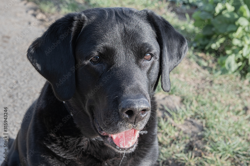 schwarzer Labrador mit heraushängender Zunge
