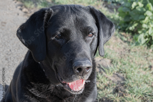 Wallpaper Mural schwarzer Labrador mit heraushängender Zunge Torontodigital.ca