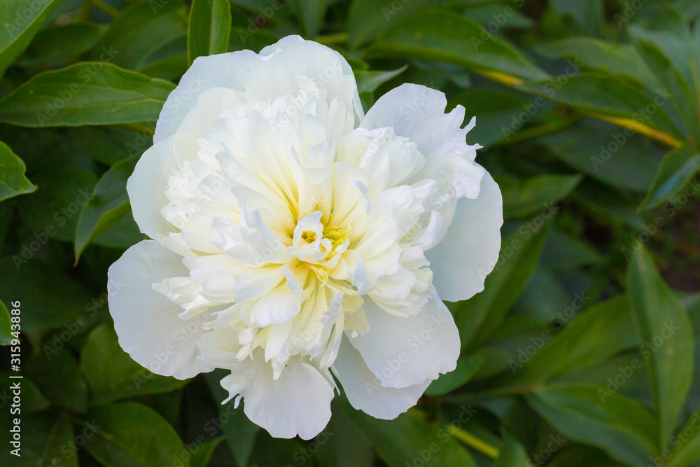 White peony among green leaves. Summer flowers_ White peony among green leaves. Summer flowers_