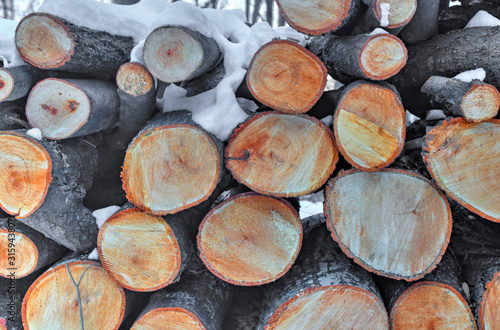 A background of fresh cut timber in the winter forest