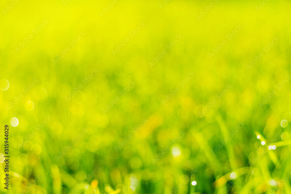 Blurred background with green grass in sunny weather_