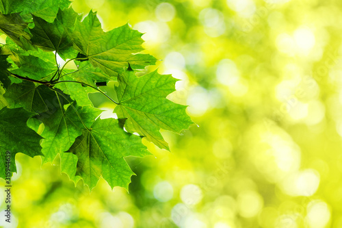 Green maple leaves on blurred background in sunny weather. Copy space_