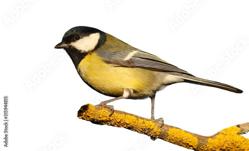 Great tit on branch isolated on white background, Parus major