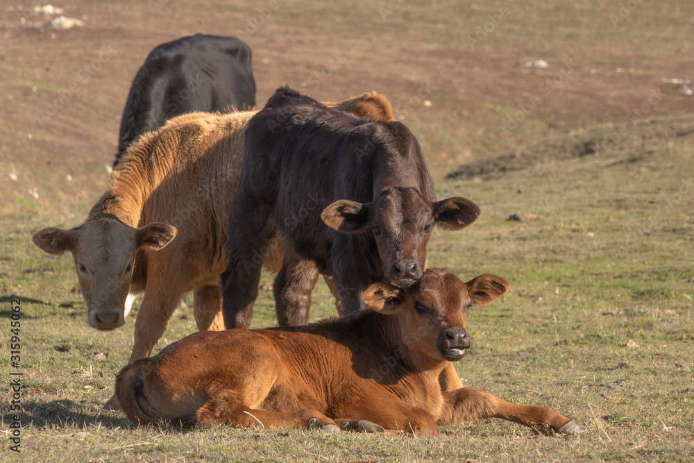 Three cute young baby cows, brown, black and beige calves relaxing in pasture looking at camera