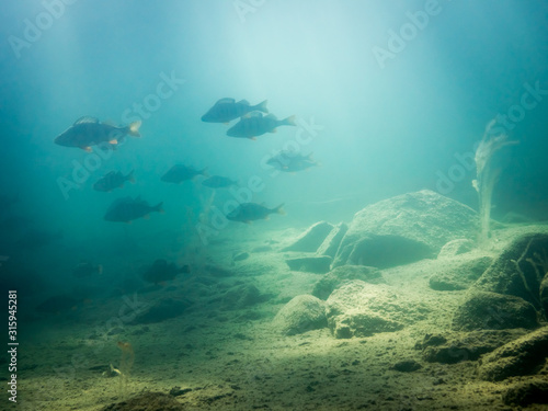 Underwater view of school of big perch in sunlight