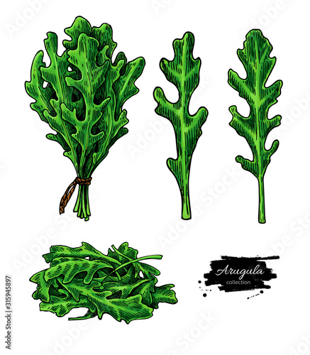 Arugula leaf hand drawn vector illustration set. Isolated Vegetable object.