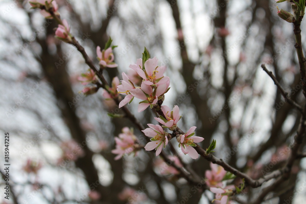 Beautiful cherry blossoms blossomed on a thin branch Beautiful cherry blossoms blossomed on a thin branch