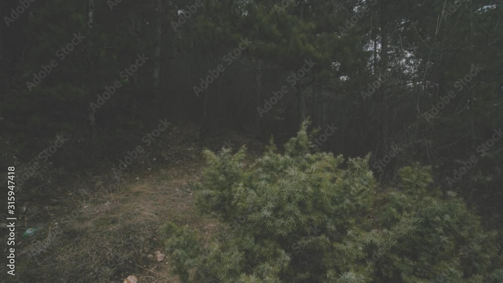 Foggy Misty Winter Mountain Forest Pine Trees In Dark Cloudy Day High Attitude Hike Cinematic Feeling Quiet Place Foggy Misty Winter Mountain Forest Pine Trees In Dark Cloudy Day High Attitude Hike Cinematic Feeling Quiet Place