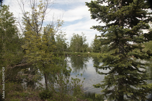 lake in the forest