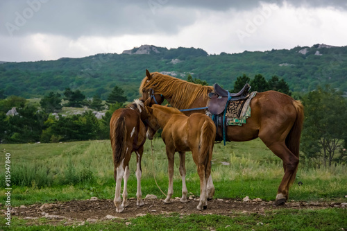 Beautiful brown harnessed horse and couple of foals. Cloudy sky. Mountainous area.
