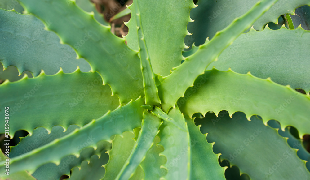 Creative design made of aloe vera, green. Nature background Creative design made of aloe vera, green. Nature background