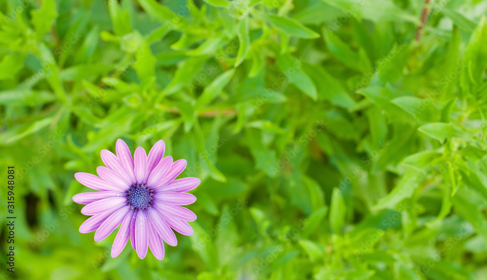 Obraz premium Fantastic purple daisy with green background