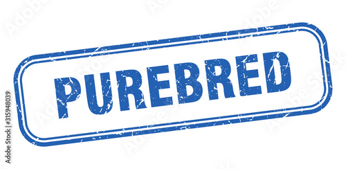 purebred stamp. purebred square grunge blue sign