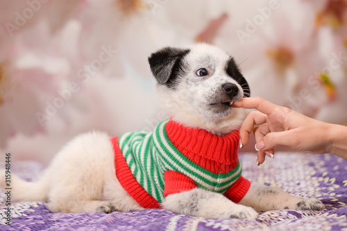 Naughty cute puppy bites the mistress of the hand © Valeriy Volkonskiy
