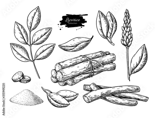 Licorice vector drawing. Bunch of roots, plants, branch with flower and leaves. Pile of ground powder.
