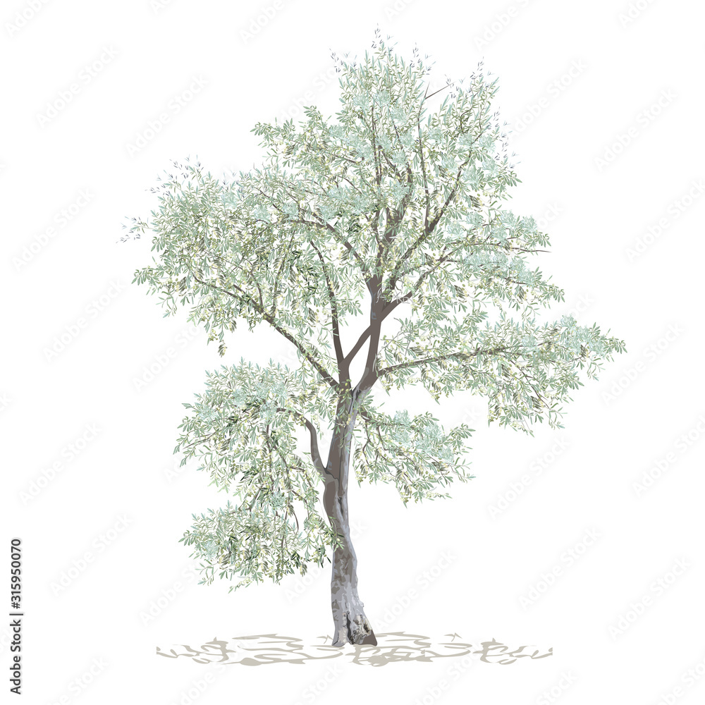 Olive, maslin (Olea europaea L.), separate tree