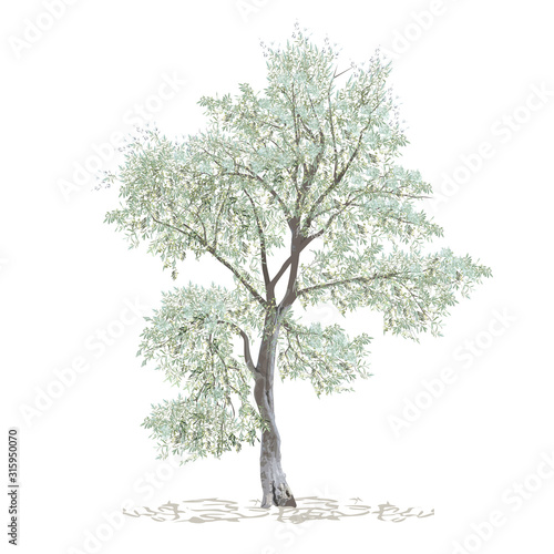 Olive, maslin (Olea europaea L.), separate tree