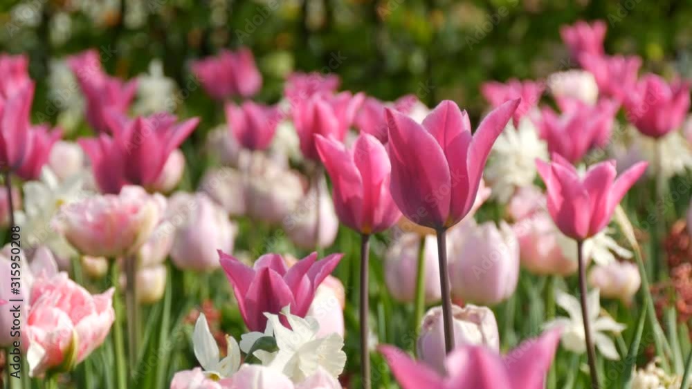 Field of pink and white tulips in spring Field of pink and white tulips in spring