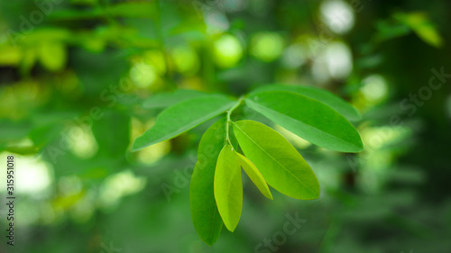 Fresh Green Moringa leaves on the Garden