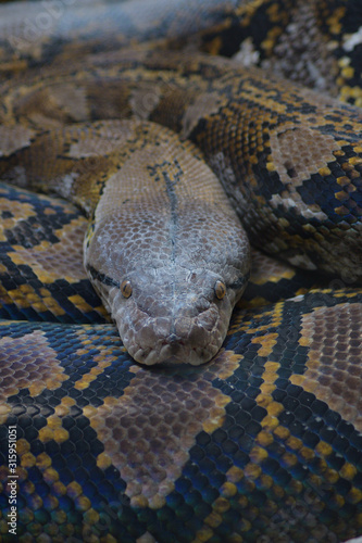 Head of reticulated python snake in a natural park - Python reticulatus