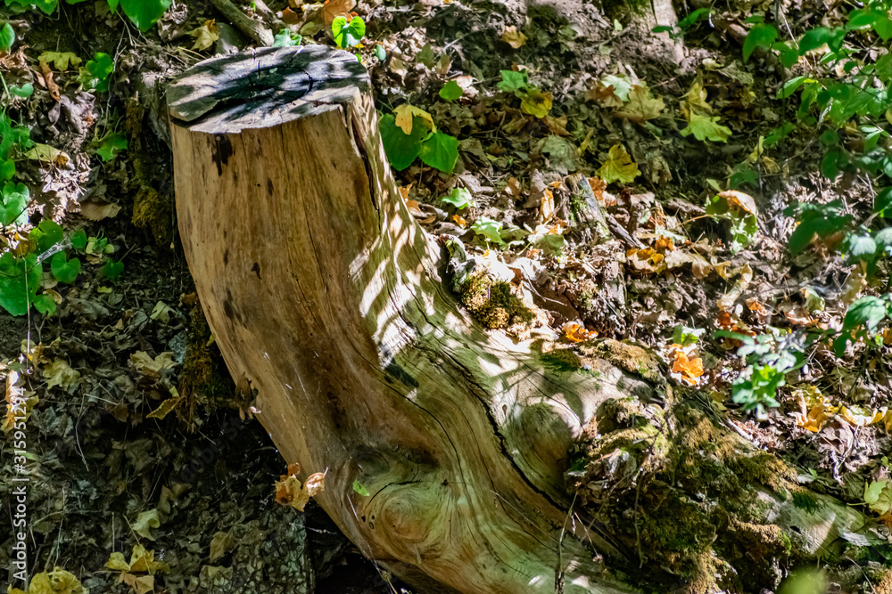 Obraz premium Zaitsev rocks in the Rostov region in Krasnosulinsky district, stone natural structures of large size, green and damp mosses among the vegetation, unusual species for walking.