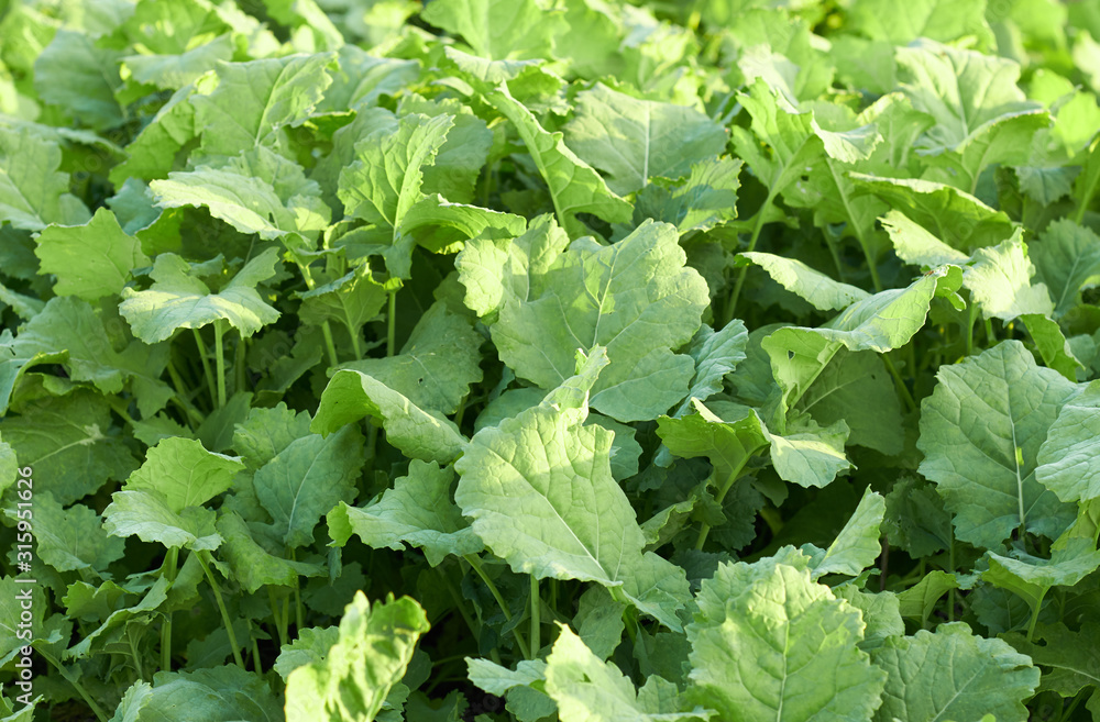 Young growth of rape on bed in the field, agrarian sideration process. Background, texture, copy space, closeup. Bio agriculture and farming concept Young growth of rape on bed in the field, agrarian sideration process. Background, texture, copy space, closeup. Bio agriculture and farming concept