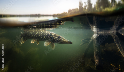 Fishing background. Underwater Pike predator.