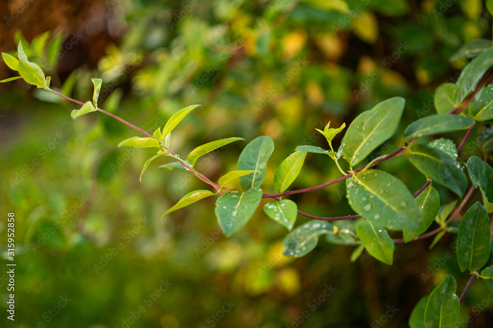 Green leaves with water drops. Rain drops on leaves. Branch of green summer leaves in the woods, eco natural seasonal background with copy space. Nature background. Horizontal Green leaves with water drops. Rain drops on leaves. Branch of green summer leaves in the woods, eco natural seasonal background with copy space. Nature background. Horizontal