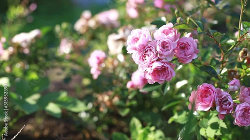 Wallpaper Mural Rose bush in the wind. Pink bush in the wind on a sunny, summer day.Beautiful pink roses growing in garden, park.rosehip flower swinging in strong wind. Torontodigital.ca