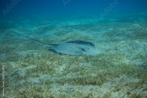 The honeycomb whipray  Himantura undulata  in egypts red sea swimming through the seagrass Abu Dabbab
