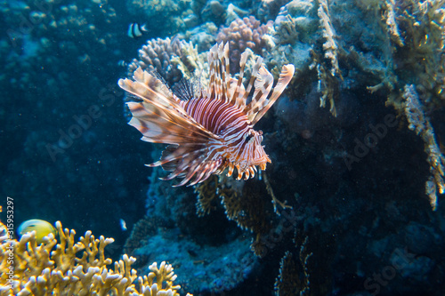 Lionfish  Pterois  in the coral reefs of egypts read sea close to Marsa Alam 