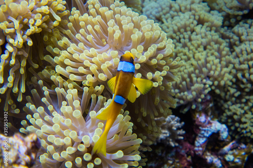 Clown Fish (Amphiprioninae) swimming through anemone in egytps red sea close at the Daedalus Reef 